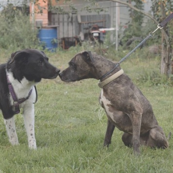 Собаки в добрые руки - Нора - 3