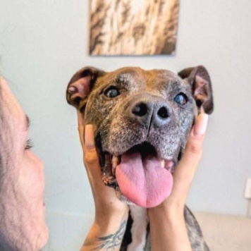 Собаки в добрые руки - Бэтти