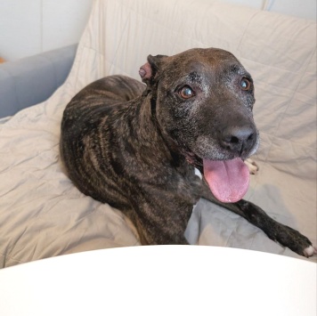 Собаки в добрые руки - Бэтти - 1