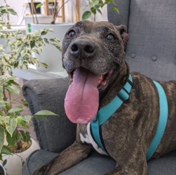 Собаки в добрые руки - Бэтти - 2