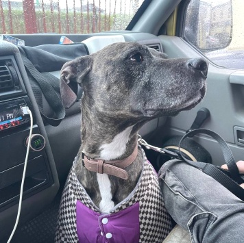 Собаки в добрые руки - Бэтти - 3