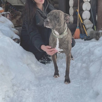 Собаки в добрые руки - Бэтти - 4