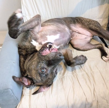 Собаки в добрые руки - Шерри