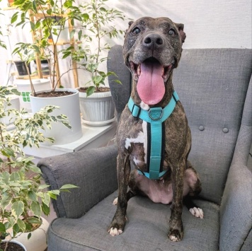 Собаки в добрые руки - Шерри - 1