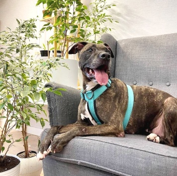 Собаки в добрые руки - Шерри - 2