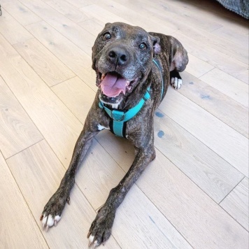 Собаки в добрые руки - Шерри - 3