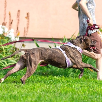 Собаки в добрые руки - Шерри - 4