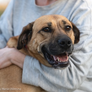 Собаки в добрые руки - Плюша