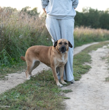 Собаки в добрые руки - Плюша - 1