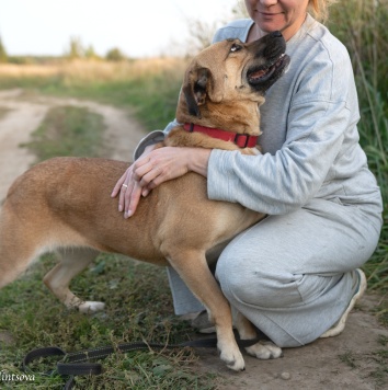 Собаки в добрые руки - Плюша - 3