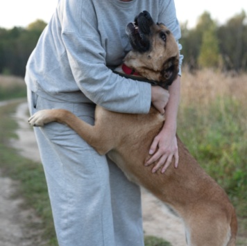 Собаки в добрые руки - Плюша - 4