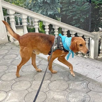 Собаки в добрые руки - Рыжулик