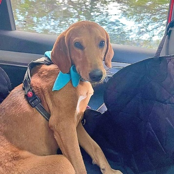 Собаки в добрые руки - Рыжулик - 1