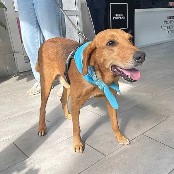 Собаки в добрые руки - Рыжулик - 2