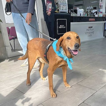 Собаки в добрые руки - Рыжулик - 3