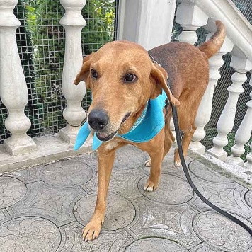 Собаки в добрые руки - Рыжулик - 4