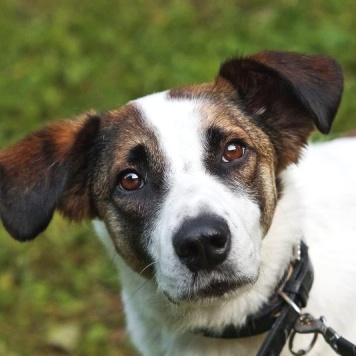 Собаки в добрые руки - Арни