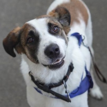 Собаки в добрые руки - Арни - 1