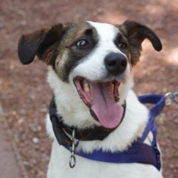 Собаки в добрые руки - Арни - 2