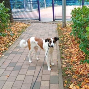 Собаки в добрые руки - Арни - 4