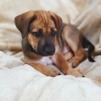 Родезийский риджбек - Собаки в добрые руки