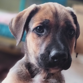 Собаки в добрые руки - Родезийский риджбек - 1