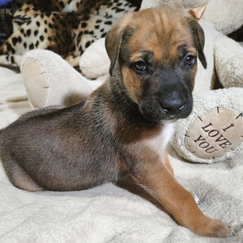 Собаки в добрые руки - Родезийский риджбек - 2