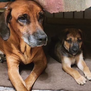 Собаки в добрые руки - Родезийский риджбек - 3