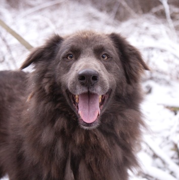 Собаки в добрые руки - Смокки