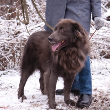 Собаки в добрые руки - Смокки - 1