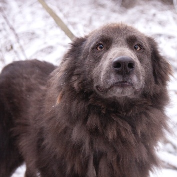 Собаки в добрые руки - Смокки - 2