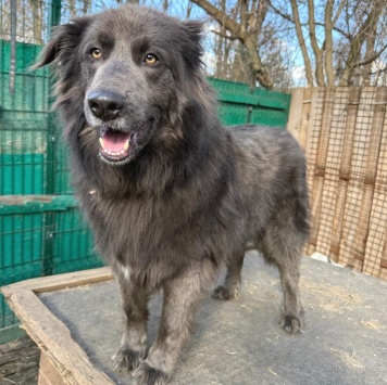 Собаки в добрые руки - Смокки - 3