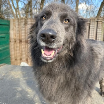 Собаки в добрые руки - Смокки - 4