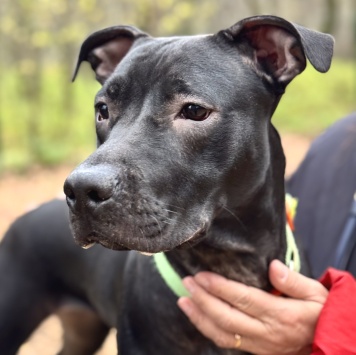 Собаки в добрые руки - Джуна