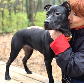 Собаки в добрые руки - Джуна - 1