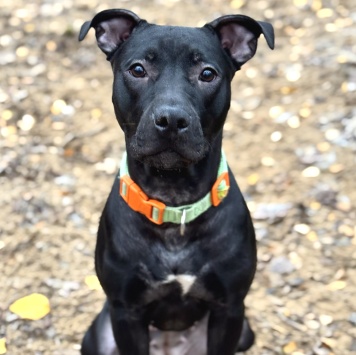 Собаки в добрые руки - Джуна - 2