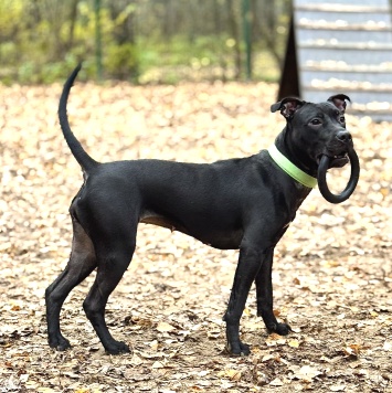 Собаки в добрые руки - Джуна - 3