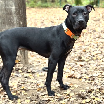 Собаки в добрые руки - Джуна - 4