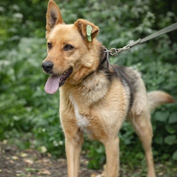 Собаки в добрые руки - Рокси