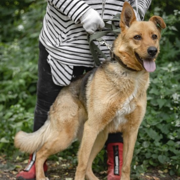 Собаки в добрые руки - Рокси - 1