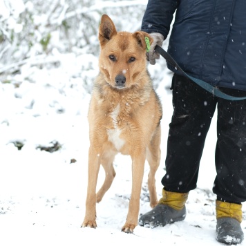 Собаки в добрые руки - Рокси - 2