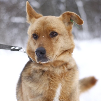 Собаки в добрые руки - Рокси - 3