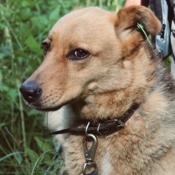 Собаки в добрые руки - Рокси - 4