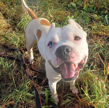 Собаки в добрые руки - Пикачу