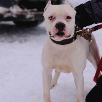 Пикачу - Собаки в добрые руки