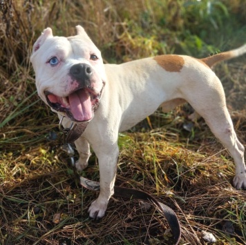 Собаки в добрые руки - Пикачу - 1