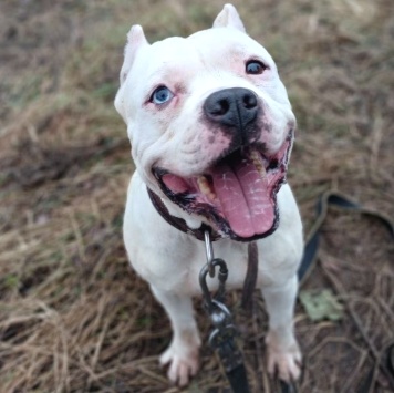 Собаки в добрые руки - Пикачу - 1