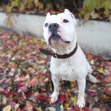 Собаки в добрые руки - Пикачу - 2