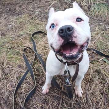 Собаки в добрые руки - Пикачу - 2