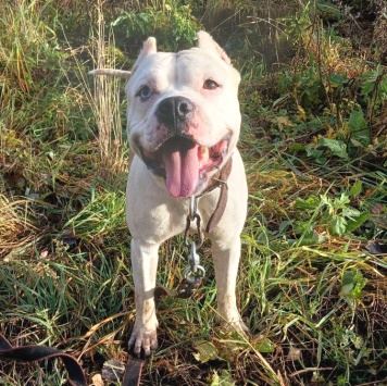 Собаки в добрые руки - Пикачу - 3